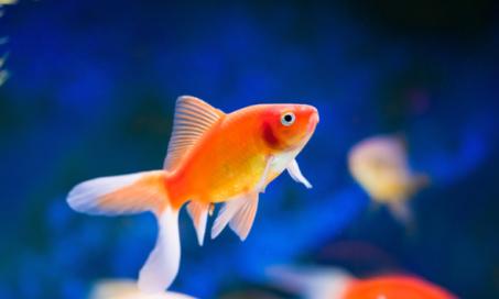 Common Eye Disorders in Fish