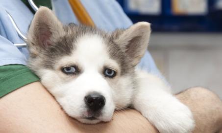 How to Treat H3N2 Flu in Dogs