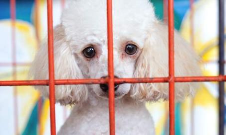 Puppy Mills and the Mass Production of Pedigree Pets