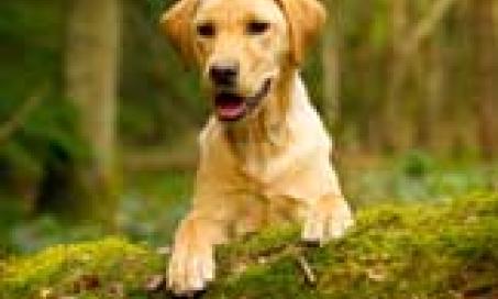 The History and Use of Herbal Medicine and its Use Today for Pets