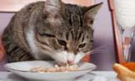 Is Your Cat Eating Better Than You Do?