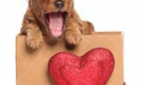 Pet Anxiety and the Heart in Traditional Chinese Veterinary Medicine