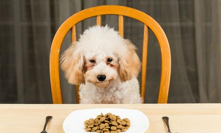 A Guide for Using Diet to Treat Vomiting in Dogs