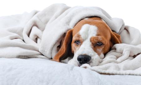 3 Remedies for Upset Stomach in Dogs