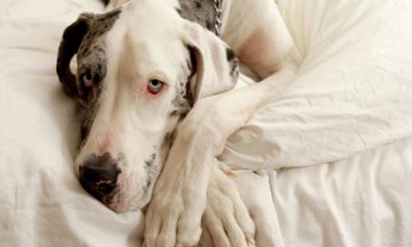 Identifying and Treating Fungal Infections in Dogs | PetMD