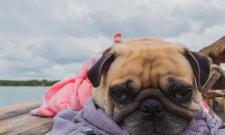 What to Do if Your Pet Gets Sick or Injured on Vacation