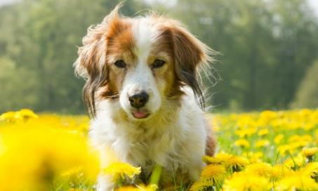 Side Effects of Anxiety Medications in Dogs