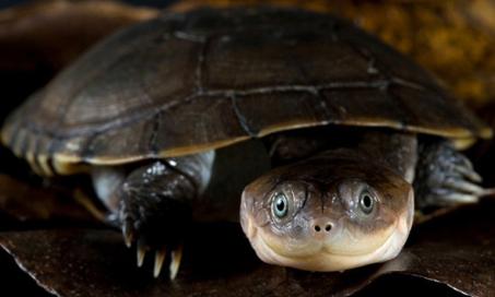 How do Turtles Have Babies? | PetMD