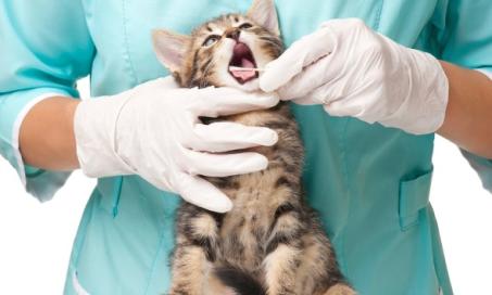 10 Signs of Gum Disease in Cats