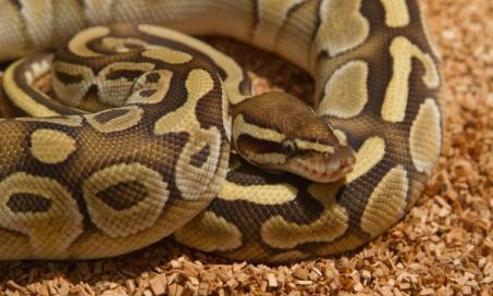 How Can I Tell if My Snake is Sick?