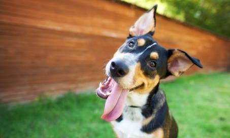 How Much Does a Dog Teeth Cleaning Cost?
