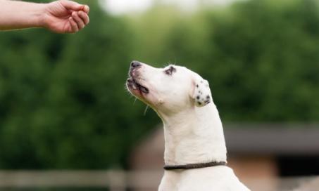 Tips for Finding Your Pup's Million-Dollar Dog Training Treats