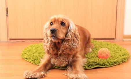 Skin Cancer (Basal Cell Tumor) in Dogs