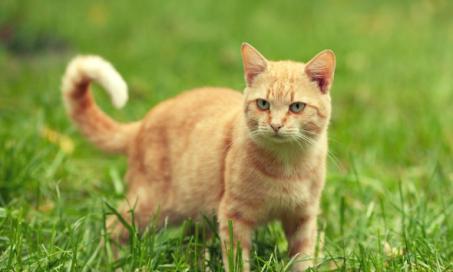 Skin Cancer (Squamous Cell Carcinoma) in Cats