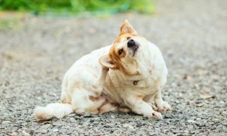 Skin Cancer (Epidermotropic Lymphoma) in Dogs