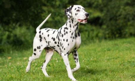 is squamous cell carcinoma fatal in dogs