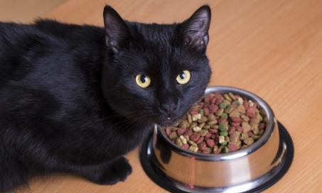 猫因食物过敏引起的皮肤疾病