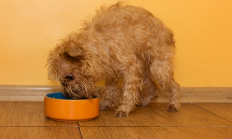 Skin Disease Due to Food Allergies in Dogs