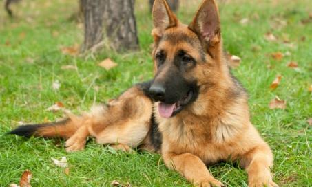 Skin Infections and Loss of Skin Color Disorders in Dogs