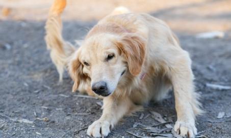 Skin Mite Dermatitis in Dogs