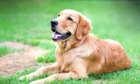 Skin Rash Due to Contact with Irritants in Dogs