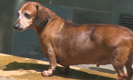 Skinny Vinnie the Dachshund: From Overweight to Inspiration
