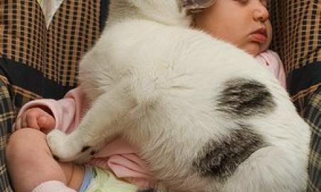 孩子和宠物:床上共享安全吗?