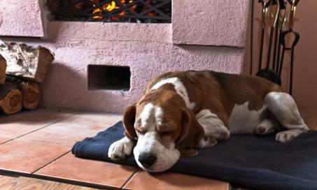 Should You Worry If Your Older Dog Sleeps All Day?