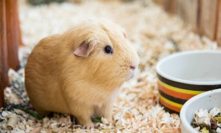 The Complete Guide to Adopting a Small Animal