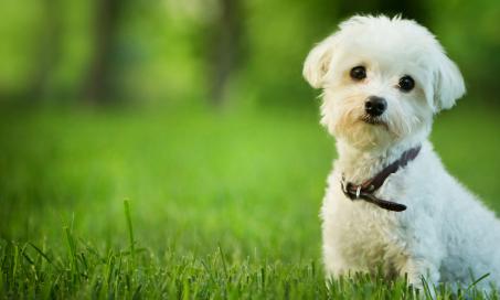 Top 10 'Small Breed' Dogs