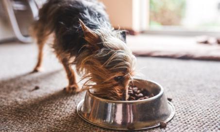 Taurine for Dogs: Do Dogs Need Taurine Supplements?