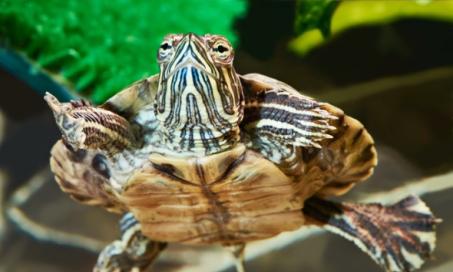 How to Check the Water Quality in Your Turtle Tank