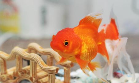 Who’s Watching Whom? Inside the Mind of Your Pet Fish