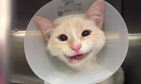 一只被救援的猫的下巴被修复了，现在看起来像一个永久的微笑