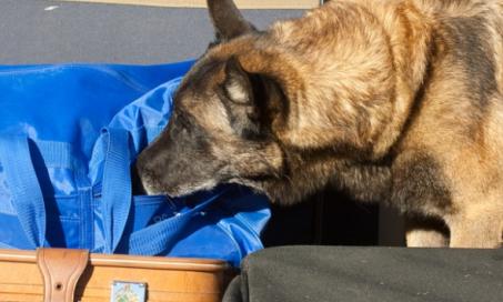 Marijuana Legalization Is Putting Drug Dogs in Early Retirement