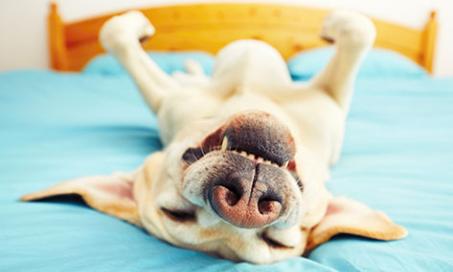 Does Your Dog Have a Snoring Problem?