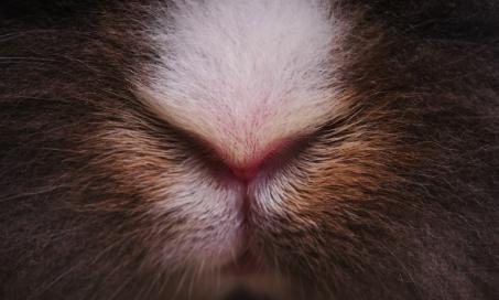 Snoring and Nasal Obstruction in Rabbits