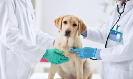 Spaying and Neutering Dogs 101: Everything You Need to Know