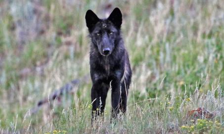 黄石公园著名的狼被猎人杀死，女儿与母亲共同命运