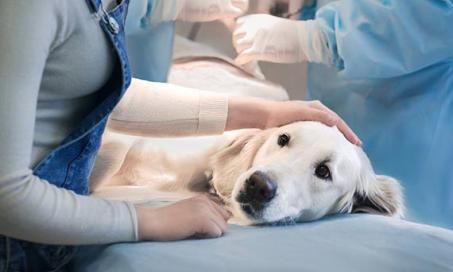 What is 'Staging' and Why Is it Important for the Pet Cancer Patient?