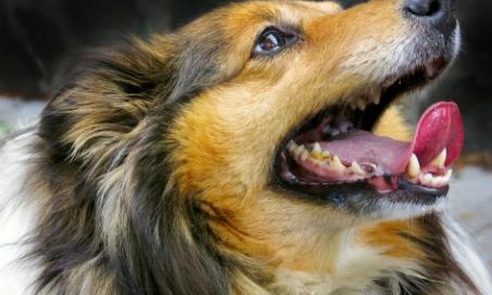 Stained, Discolored Teeth in Dogs