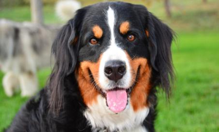Bernese Mountain Dog Greta Begins Recovery From Stroke With Community Support