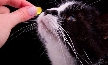 Two Nutritional Supplements All Pets Should Be Taking