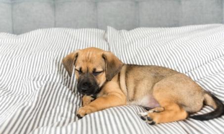 Surviving the First Night with Your Puppy