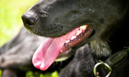 Swallowing Difficulties in Dogs