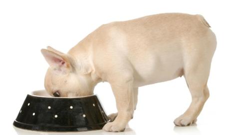 When Should You Switch from Puppy to Adult Dog Food?
