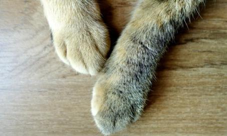Swollen Paws in Cats