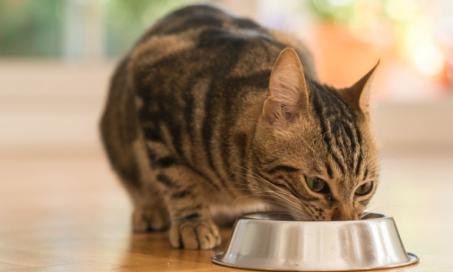 喂养一只猫的体重增加