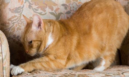 How to Curb Destructive Cat Scratching Behaviors