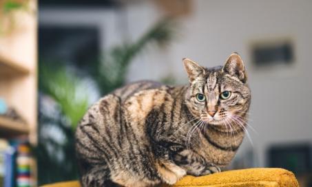 Diabetes in Cats: Symptoms, Causes, Risk Factors, Treatment, and Life Expectancy